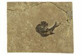 Carboniferous Fish (Gyrolepidotus) - Siberia #228879-1